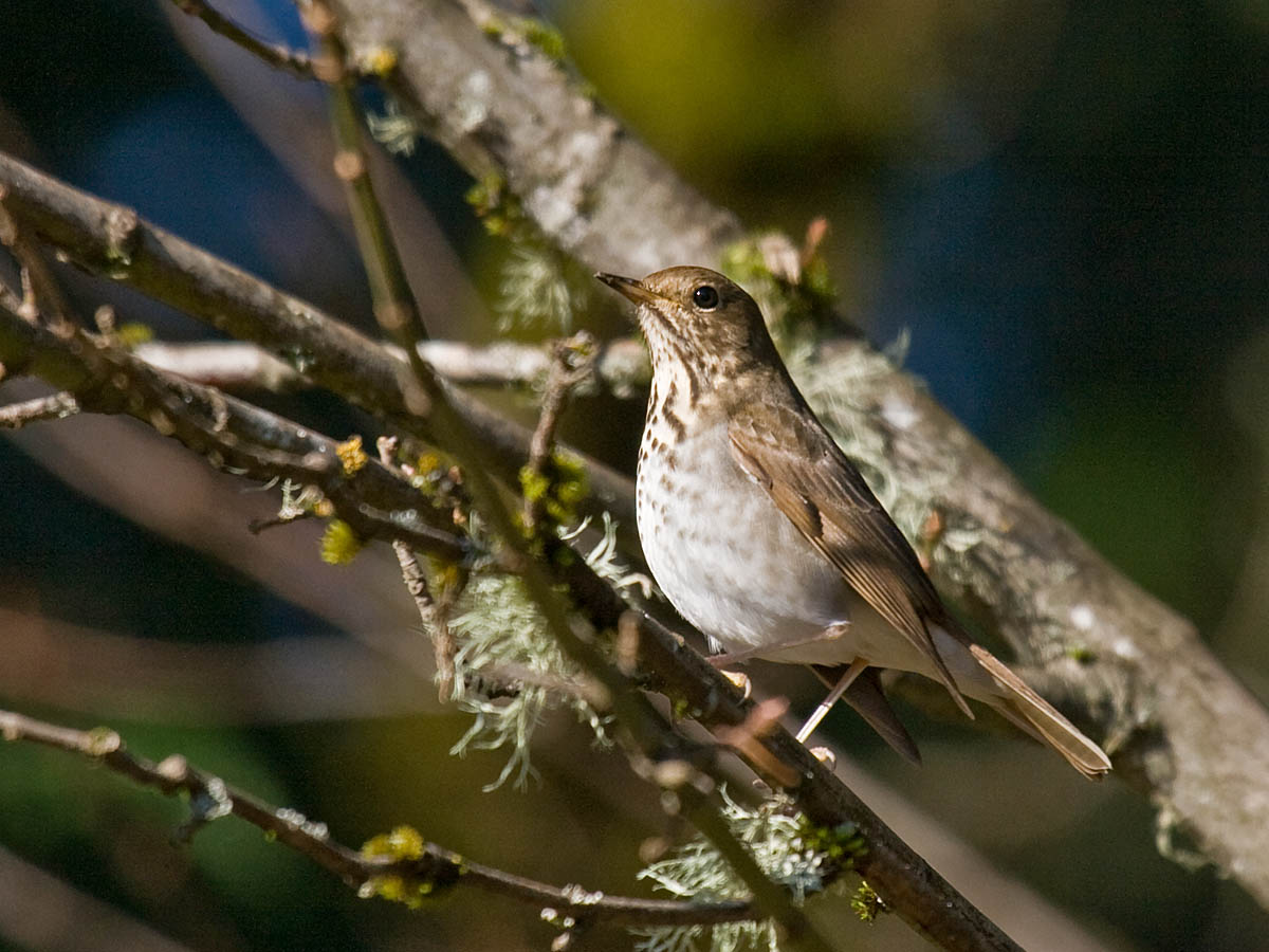 Hermit Thrush