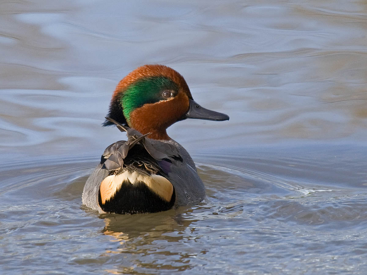 Green-winged Teal