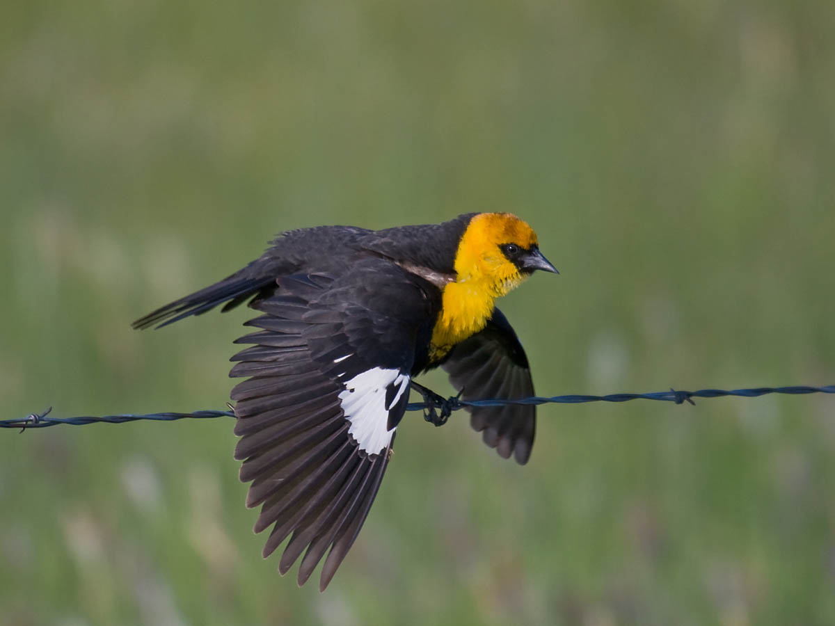 Yellow-headed Blackbird