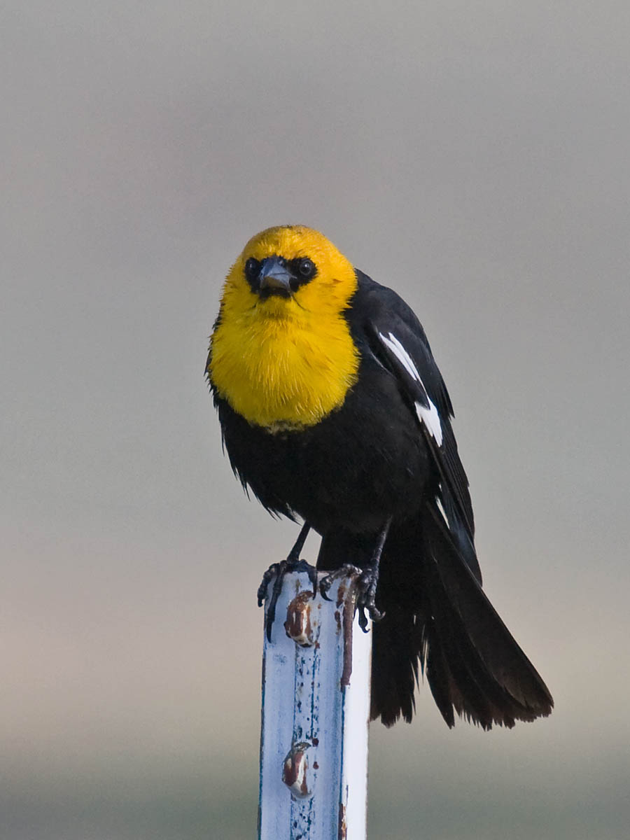 Yellow-headed Blackbird