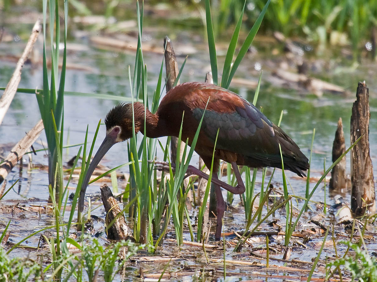 White-faced Ibis