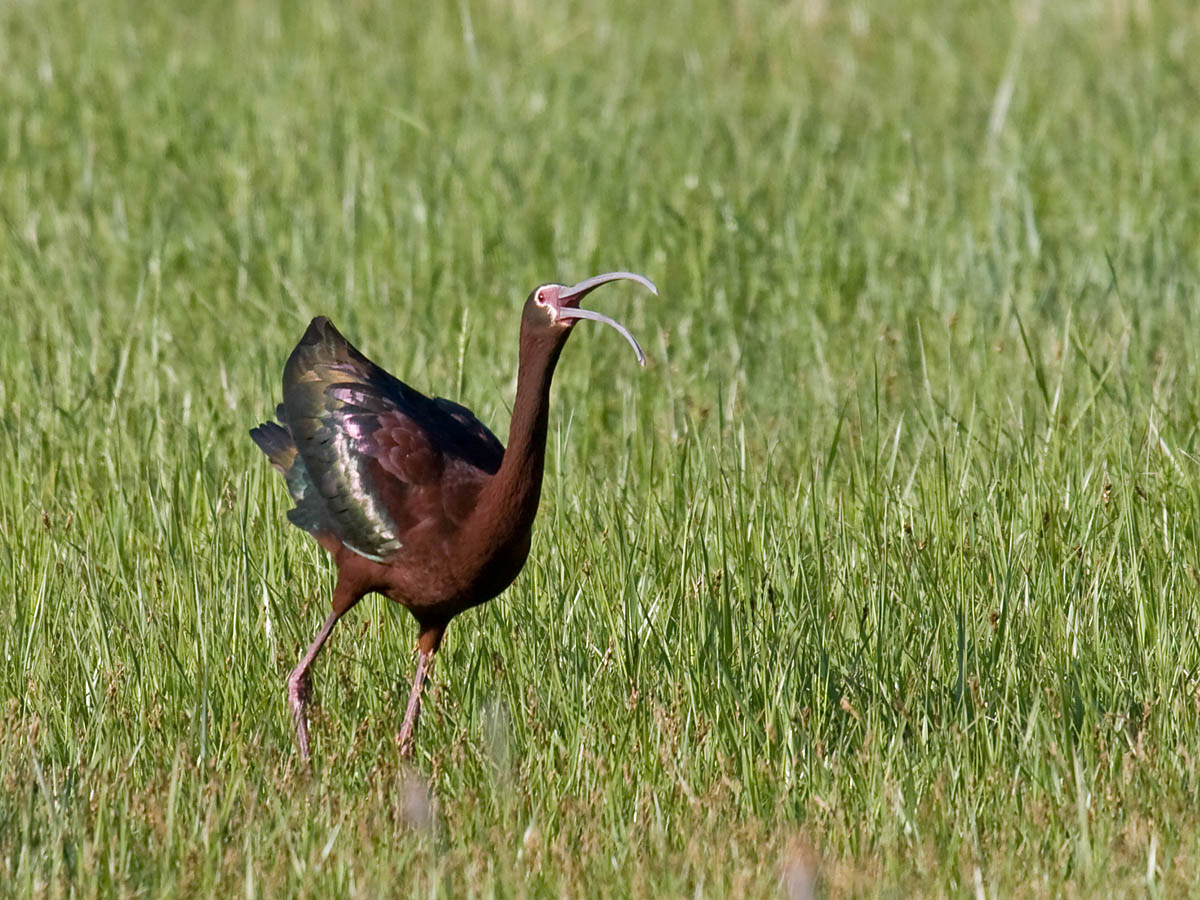 White-faced Ibis