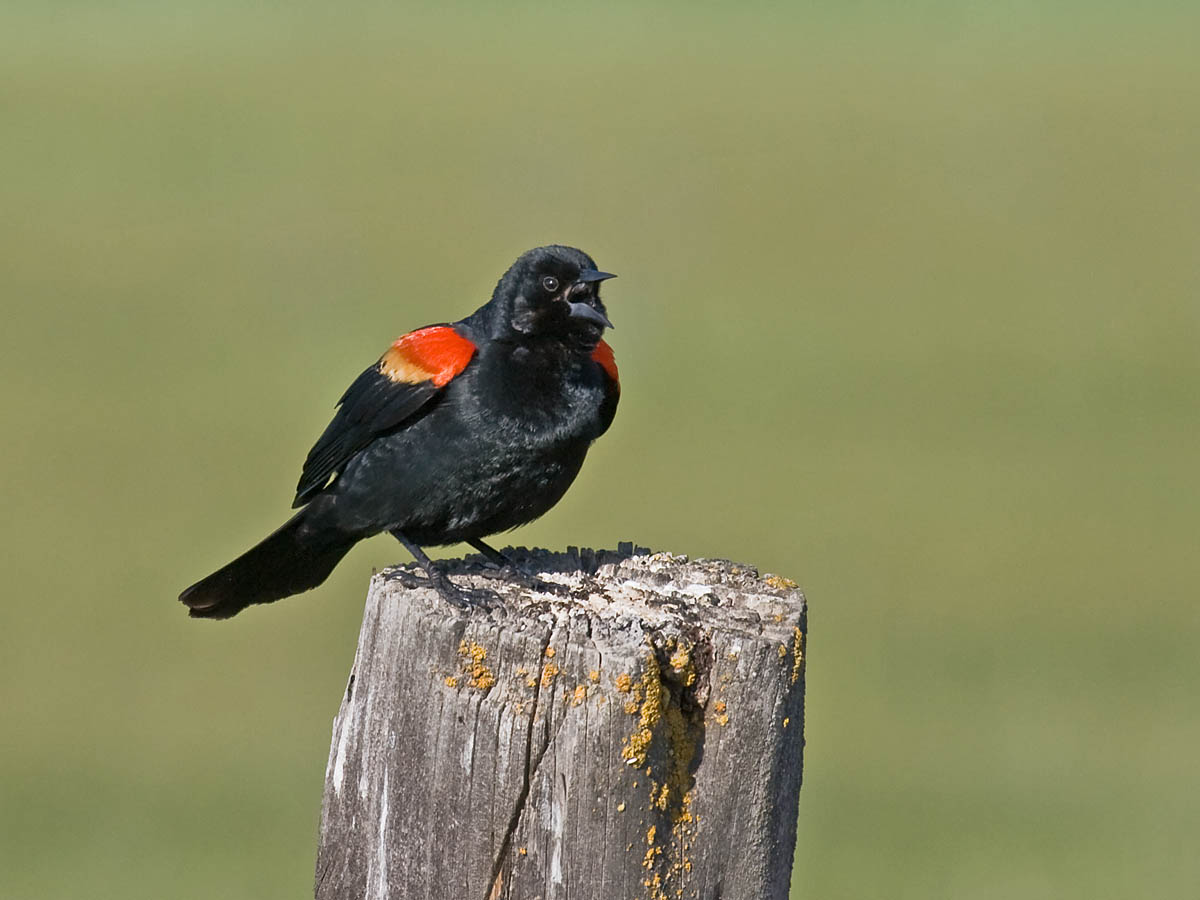 Red-winged Blackbird