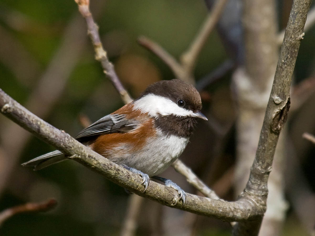 Chestnut-backed Chickadee