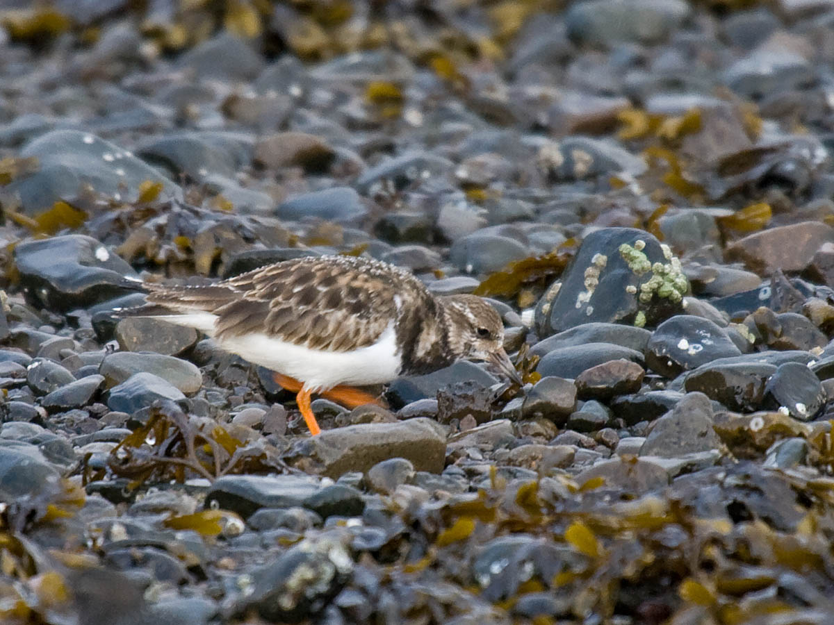 Ruddy Turnstone