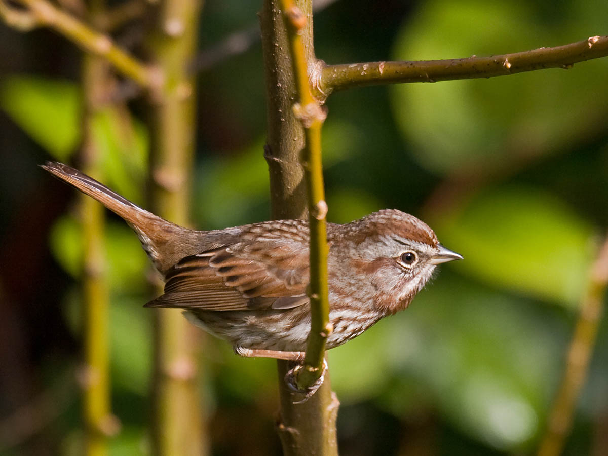 Song Sparrow