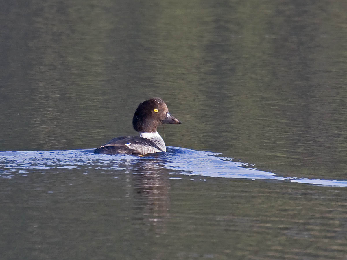 Common Goldeneye