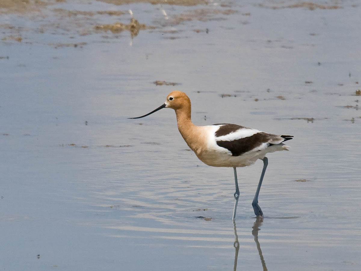American Avocet