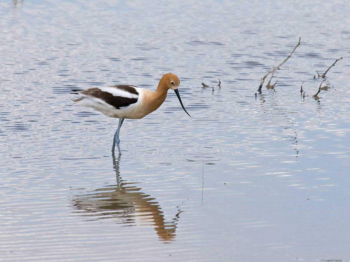 American Avocet