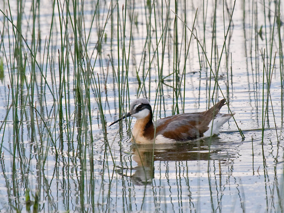 Wilsons Phalarope