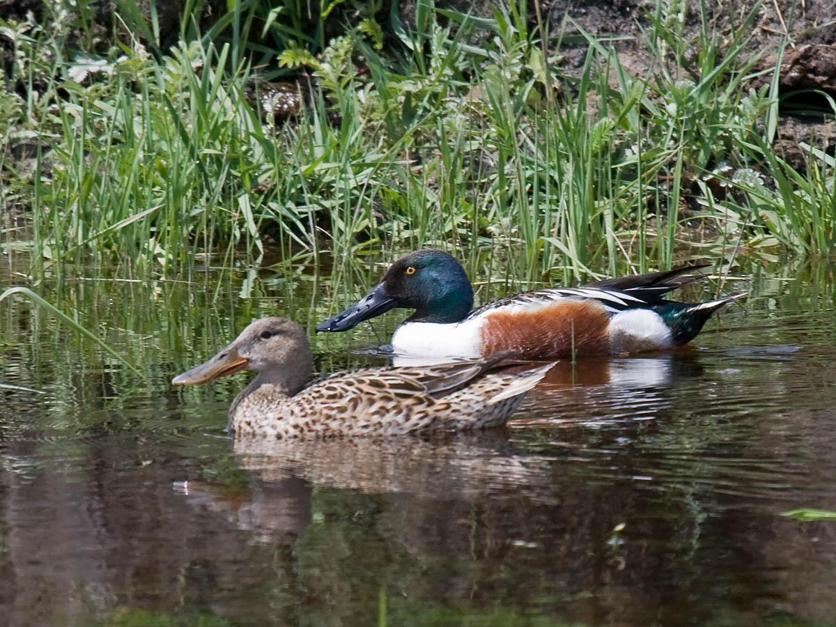 Northern Shoveler