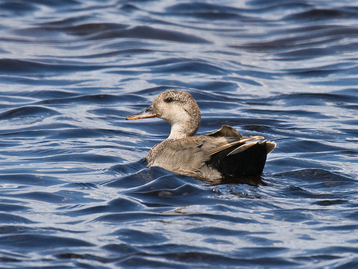 Gadwall