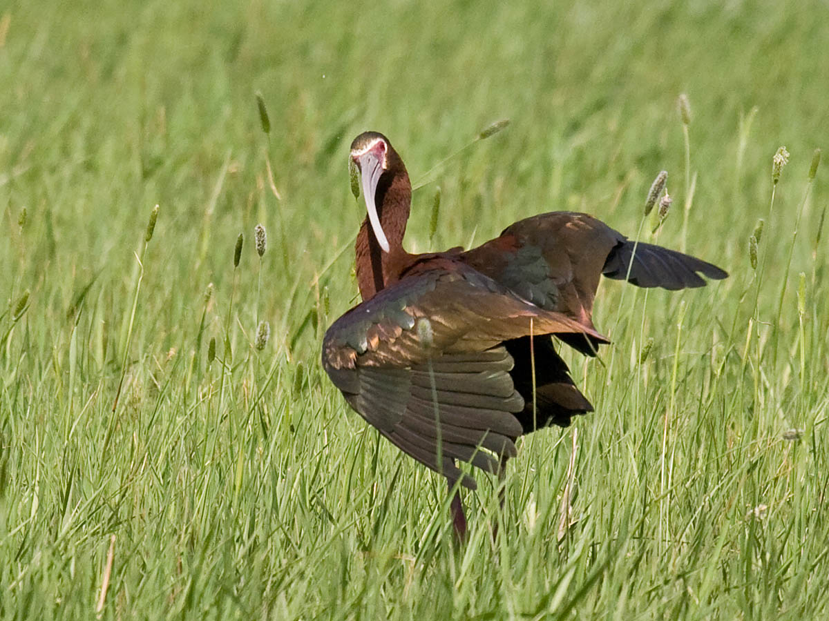 White-faced Ibis