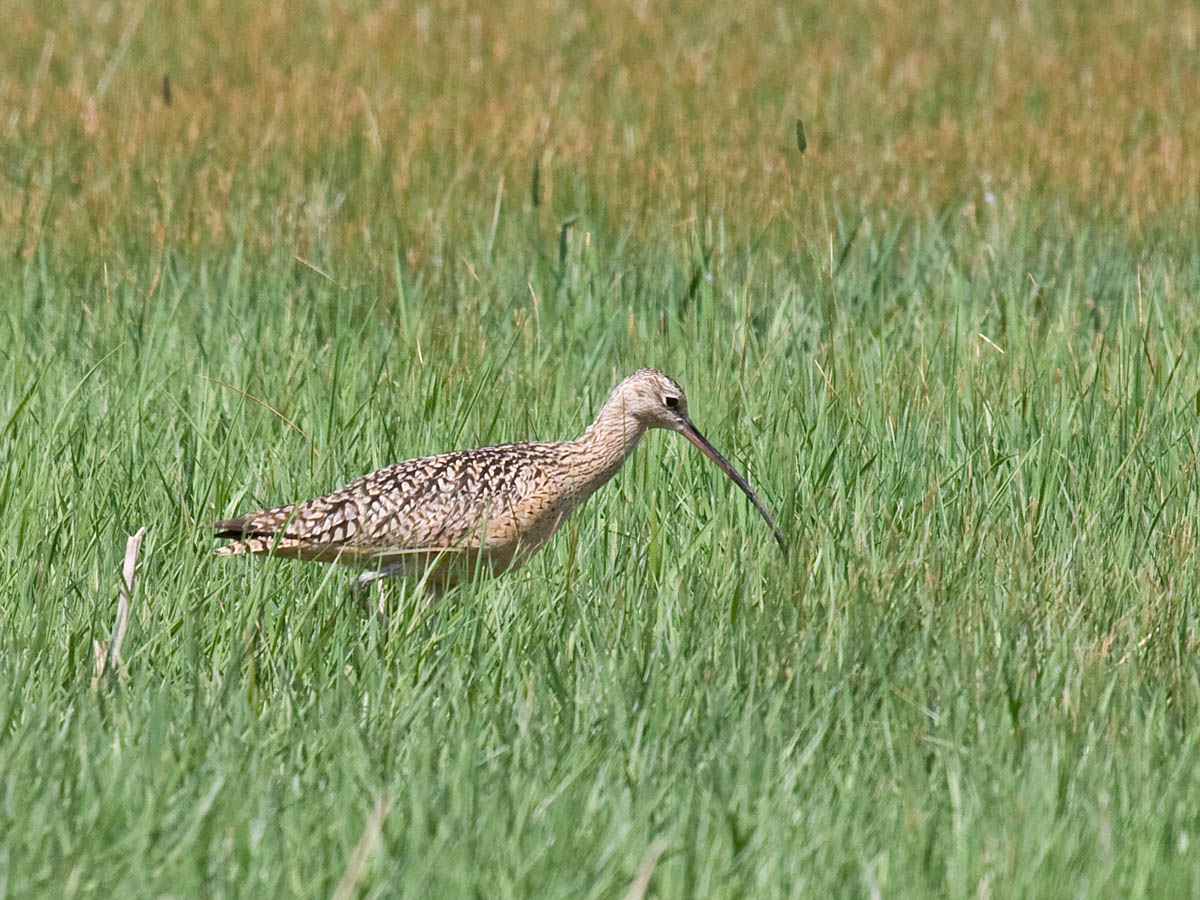 Long-billed Curlew