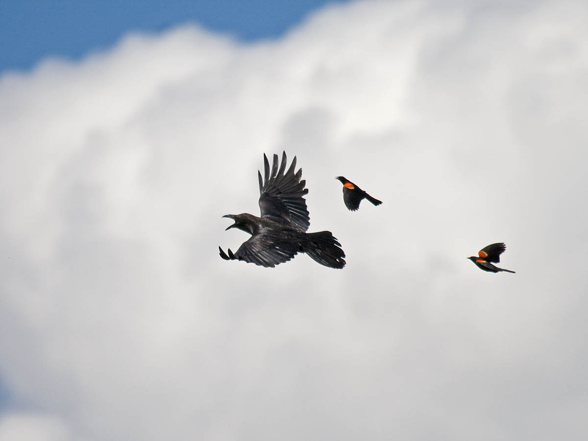 Common Raven