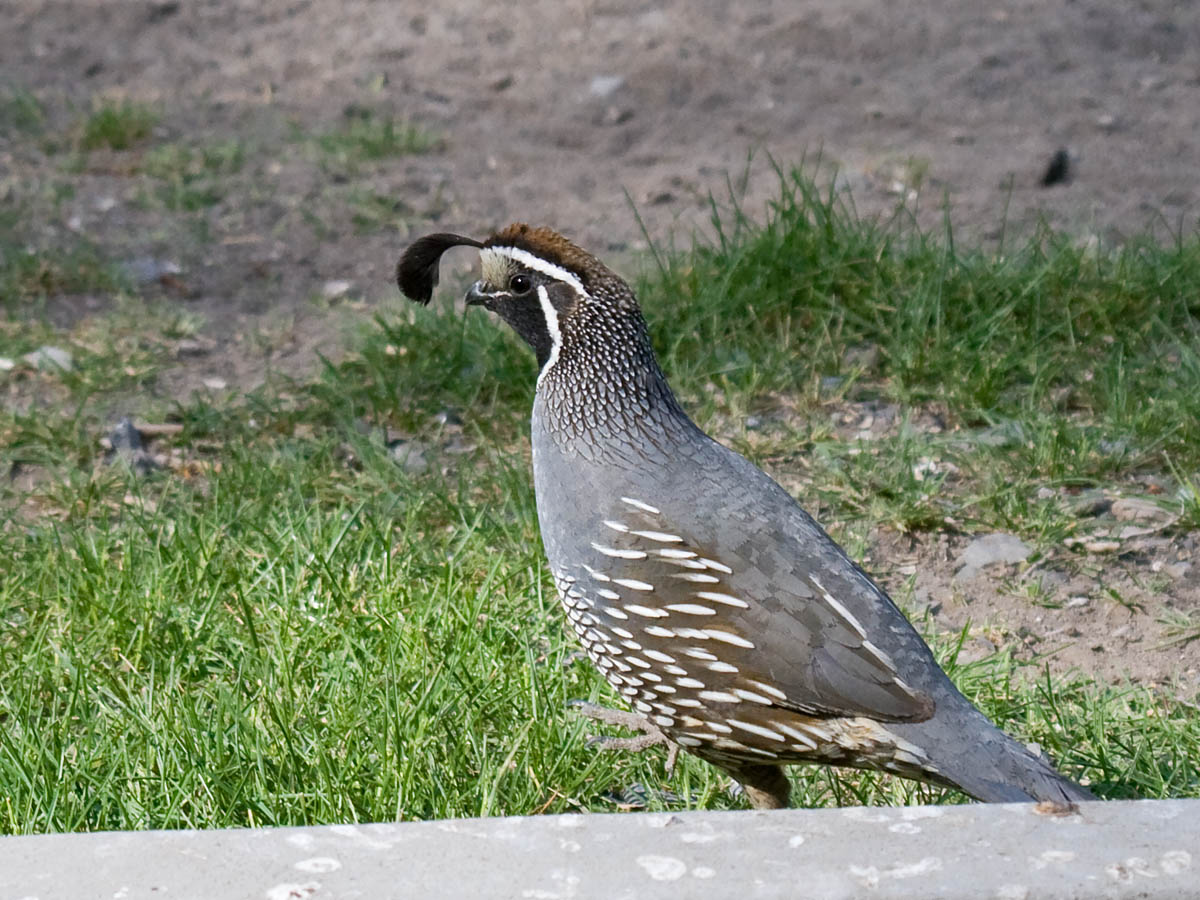 California Quail