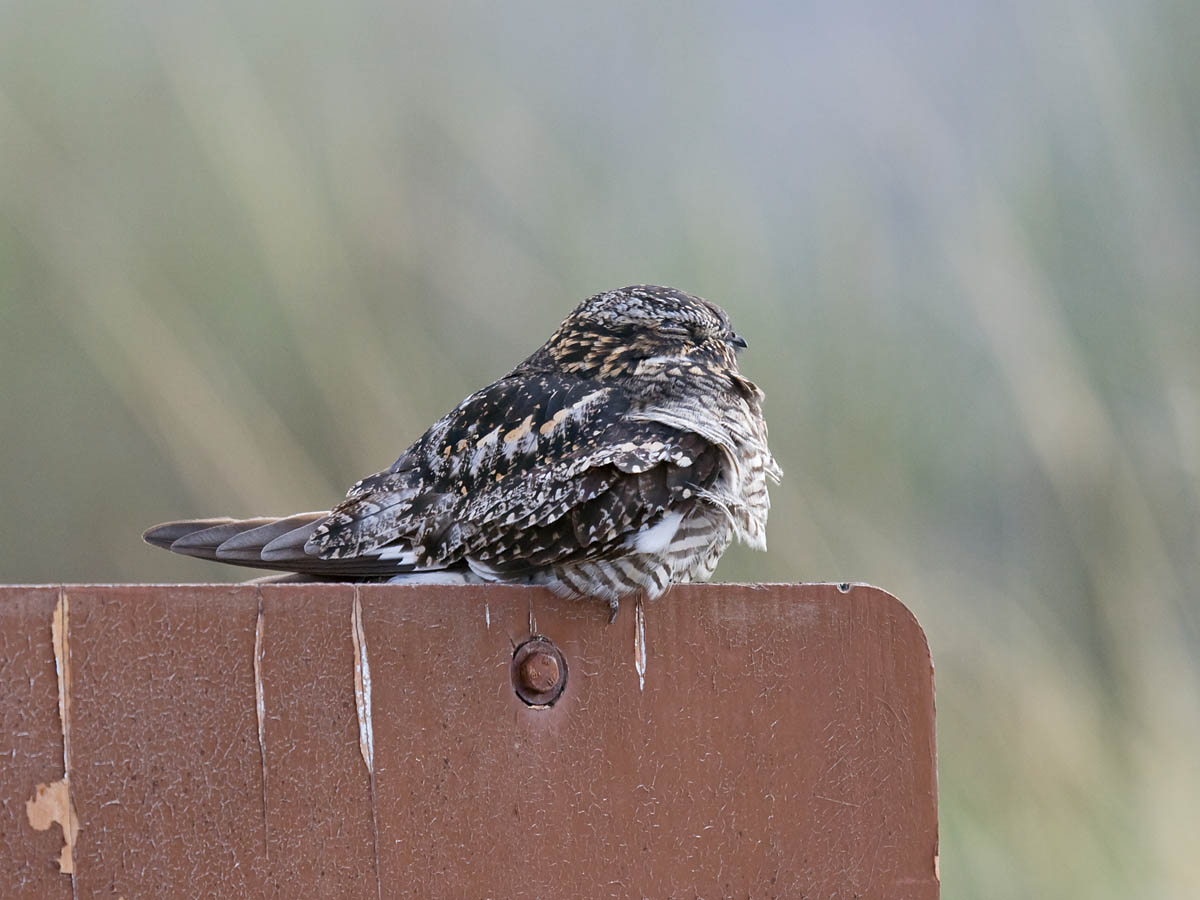 Common Nighthawk