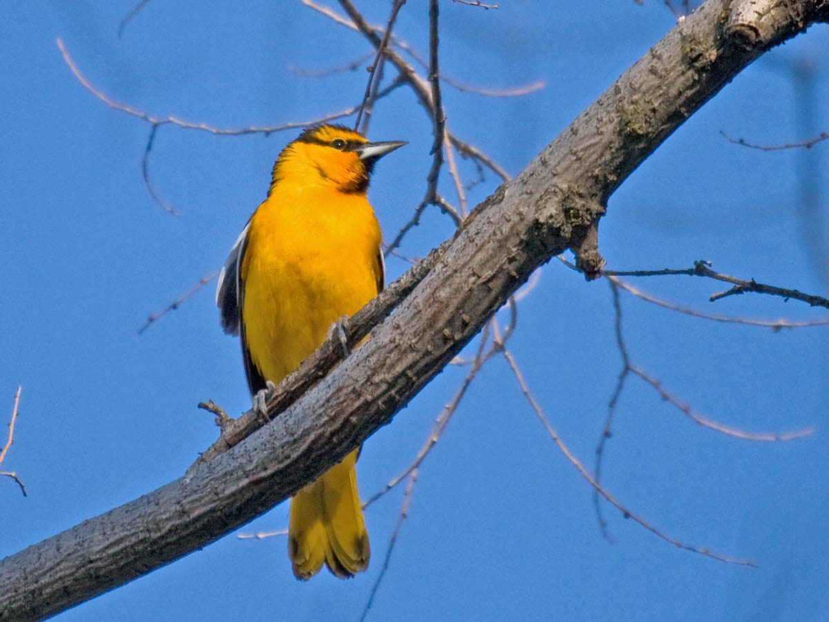 Bullocks Oriole