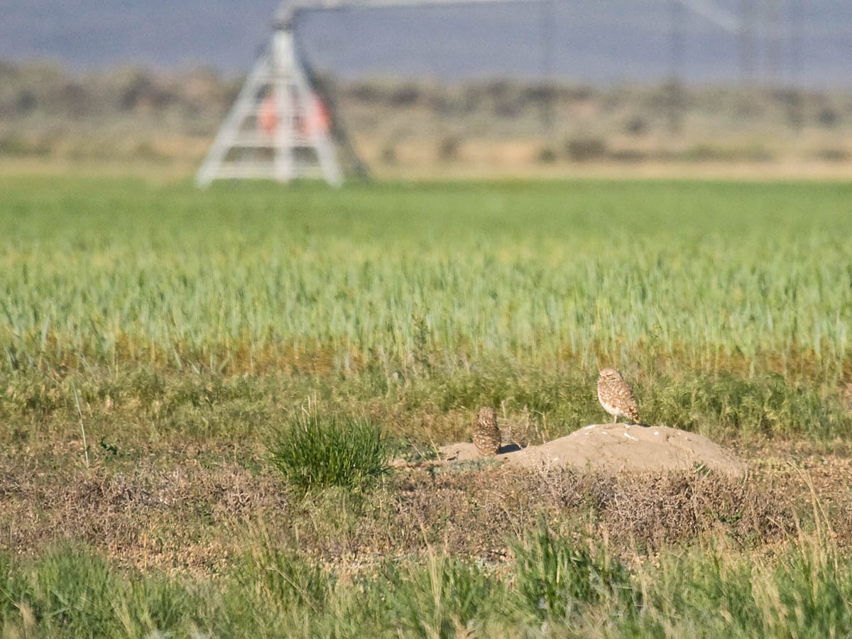 Burrowing Owl