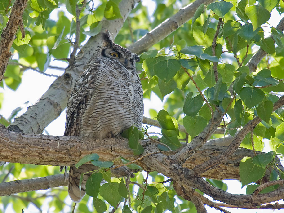 Great Horned Owl