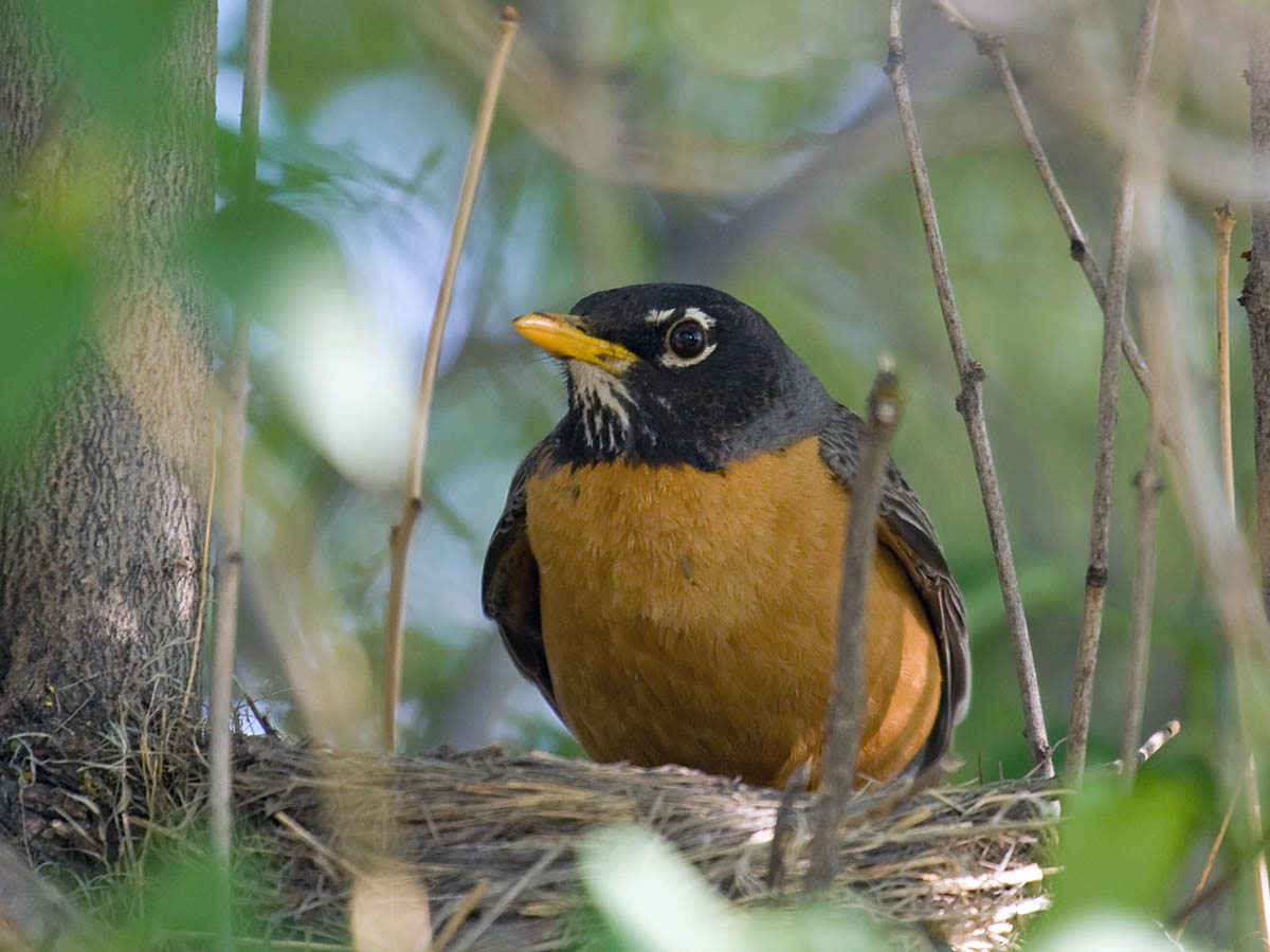 American Robin