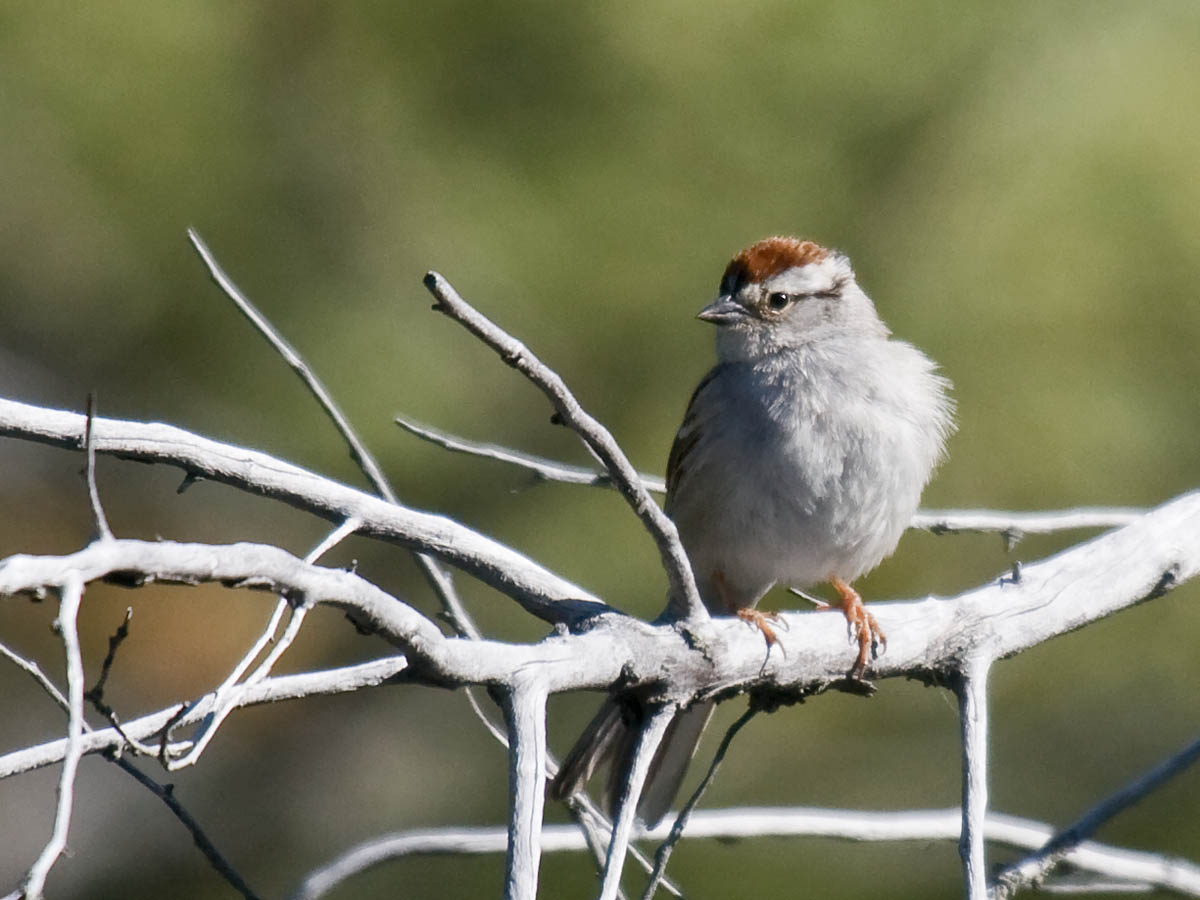 Chipping Sparrow