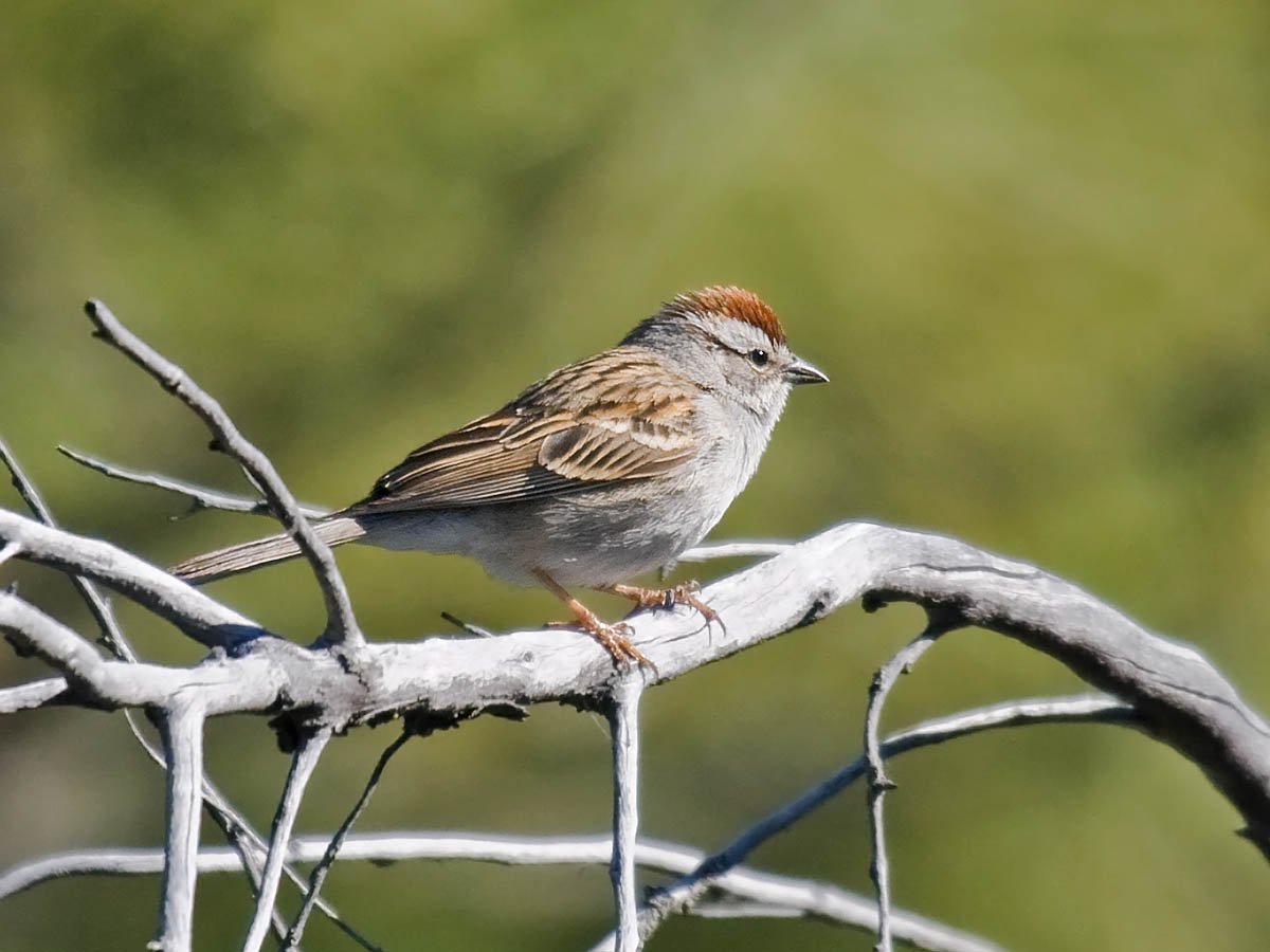 Chipping Sparrow