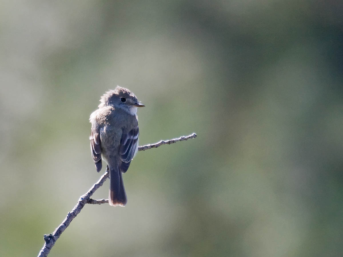 Gray Flycatcher