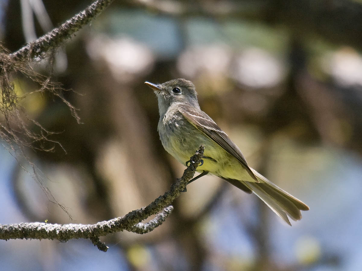 Dusky Flycatcher