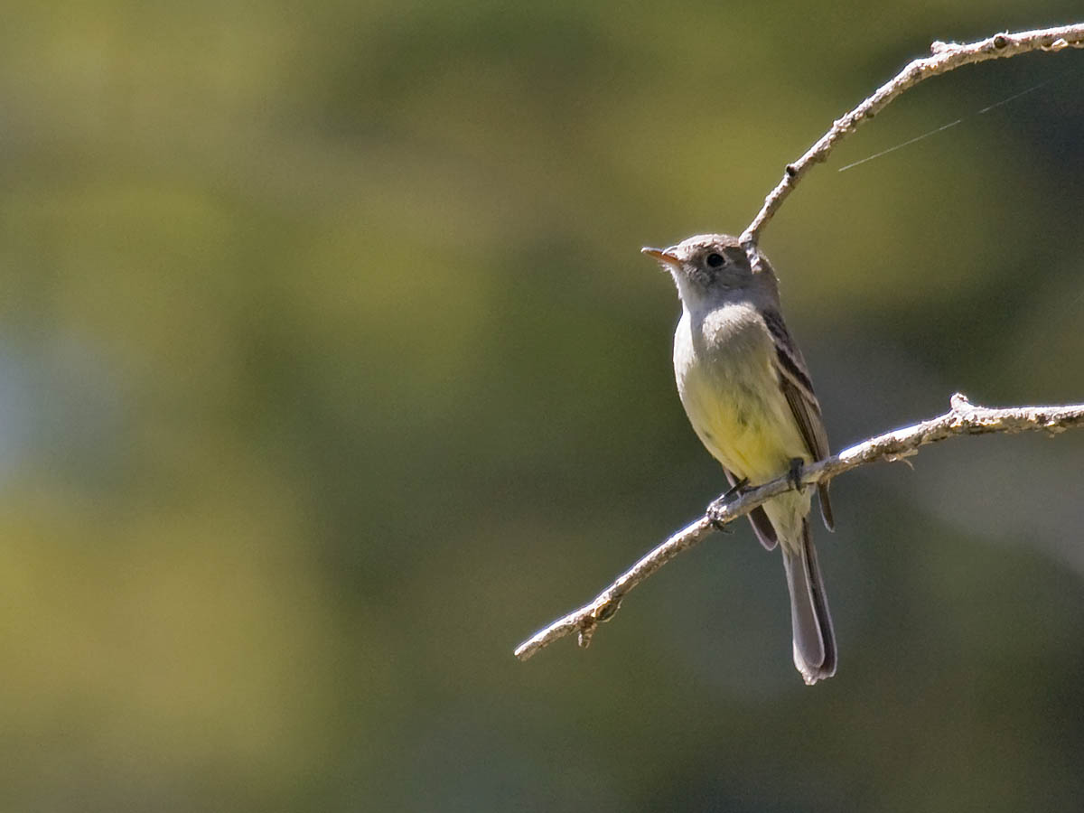 Dusky Flycatcher