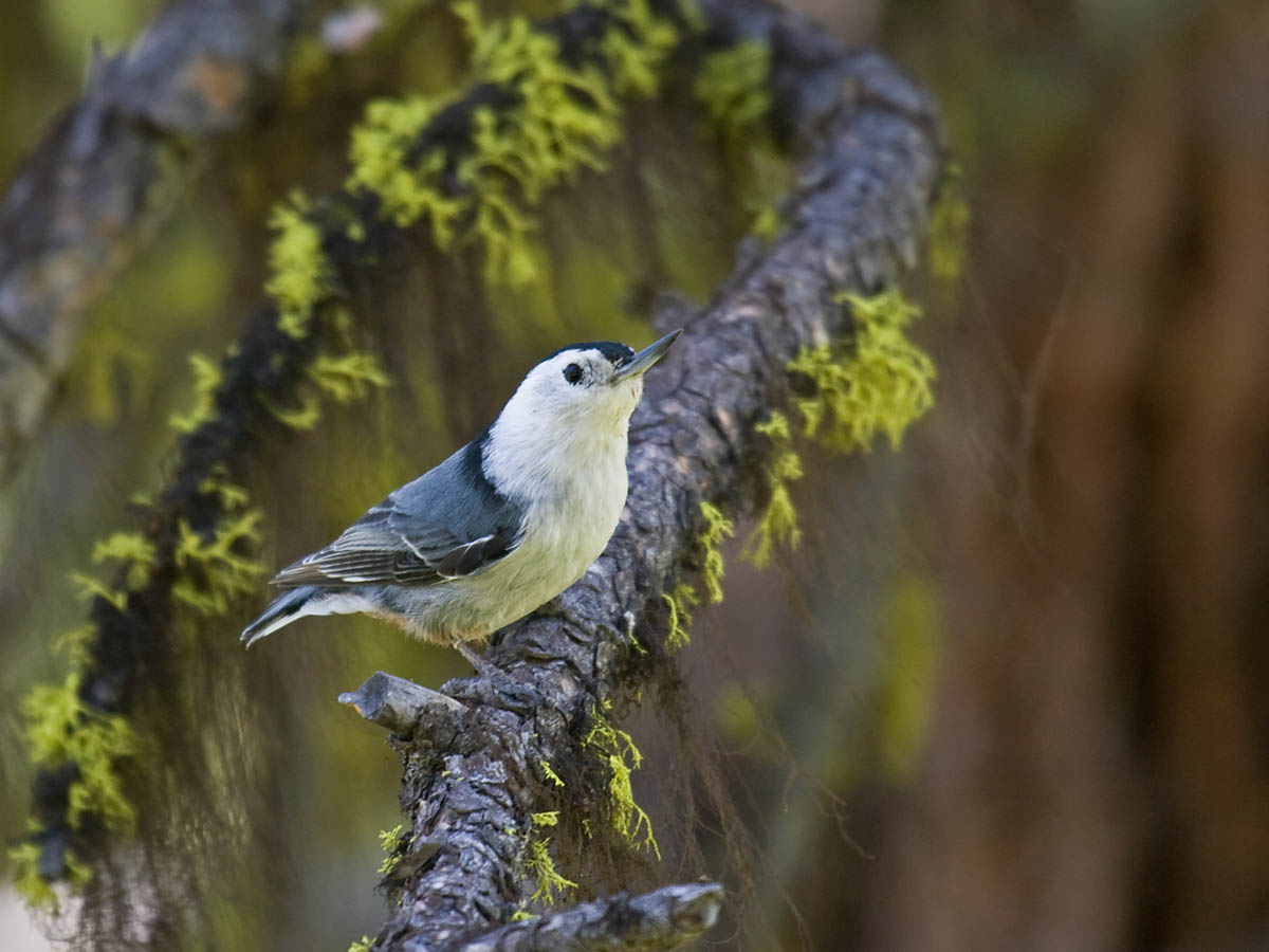 White-breasted Nuthatch