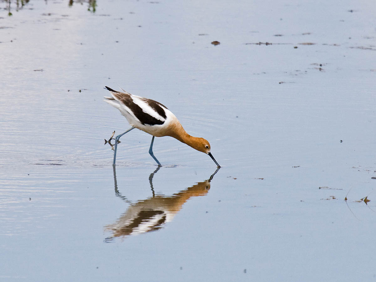 American Avocet
