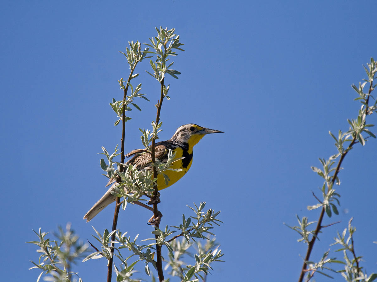 Western Meadowlark
