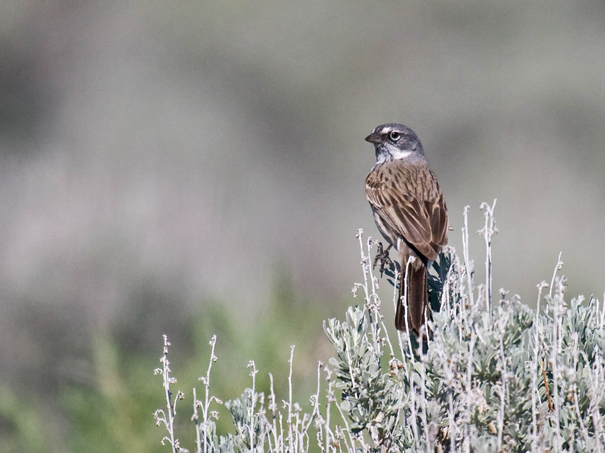 Sage Sparrow