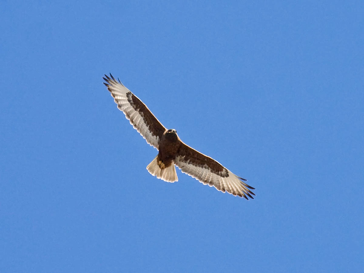 Ferruginous Hawk