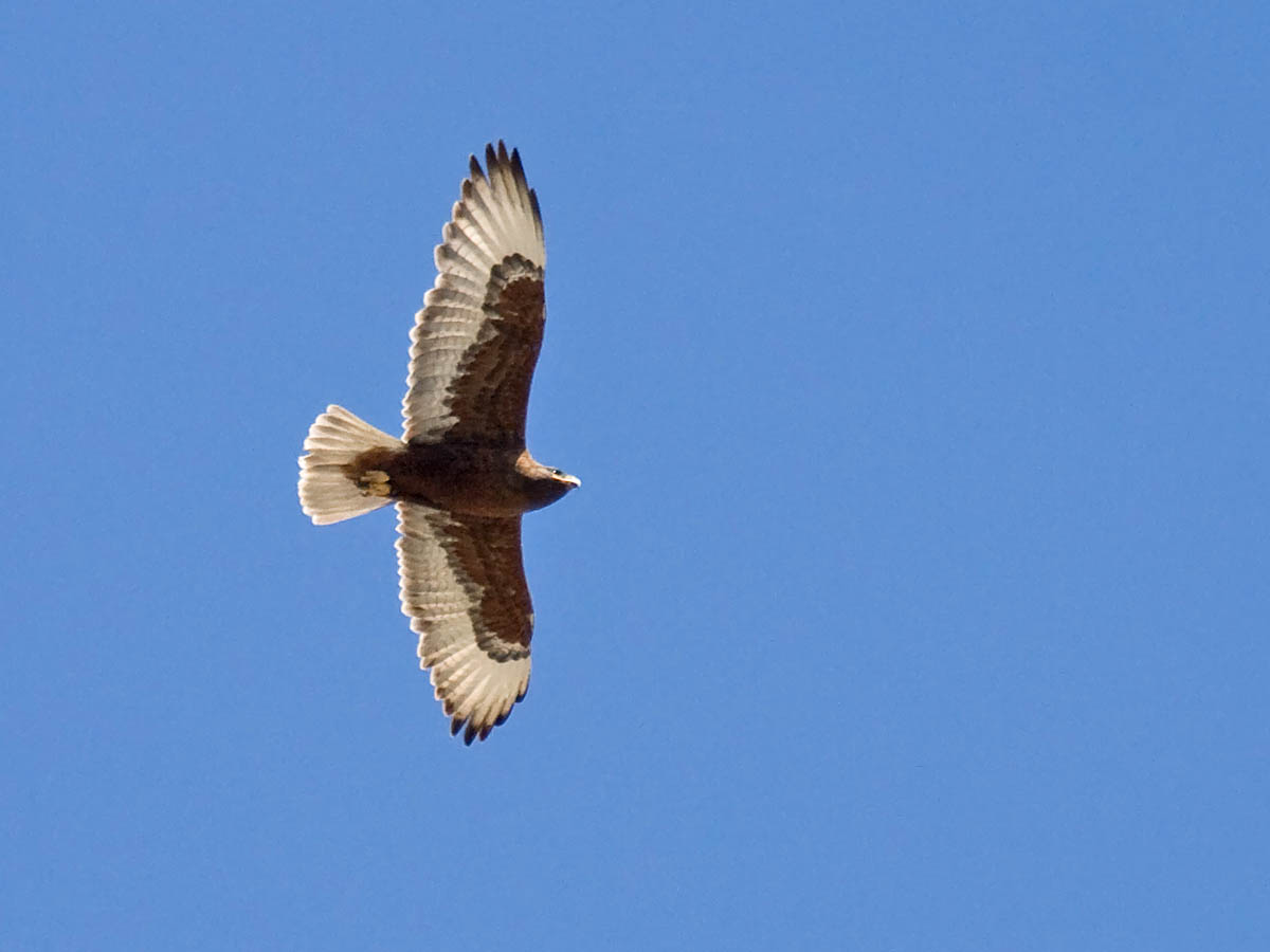 Ferruginous Hawk