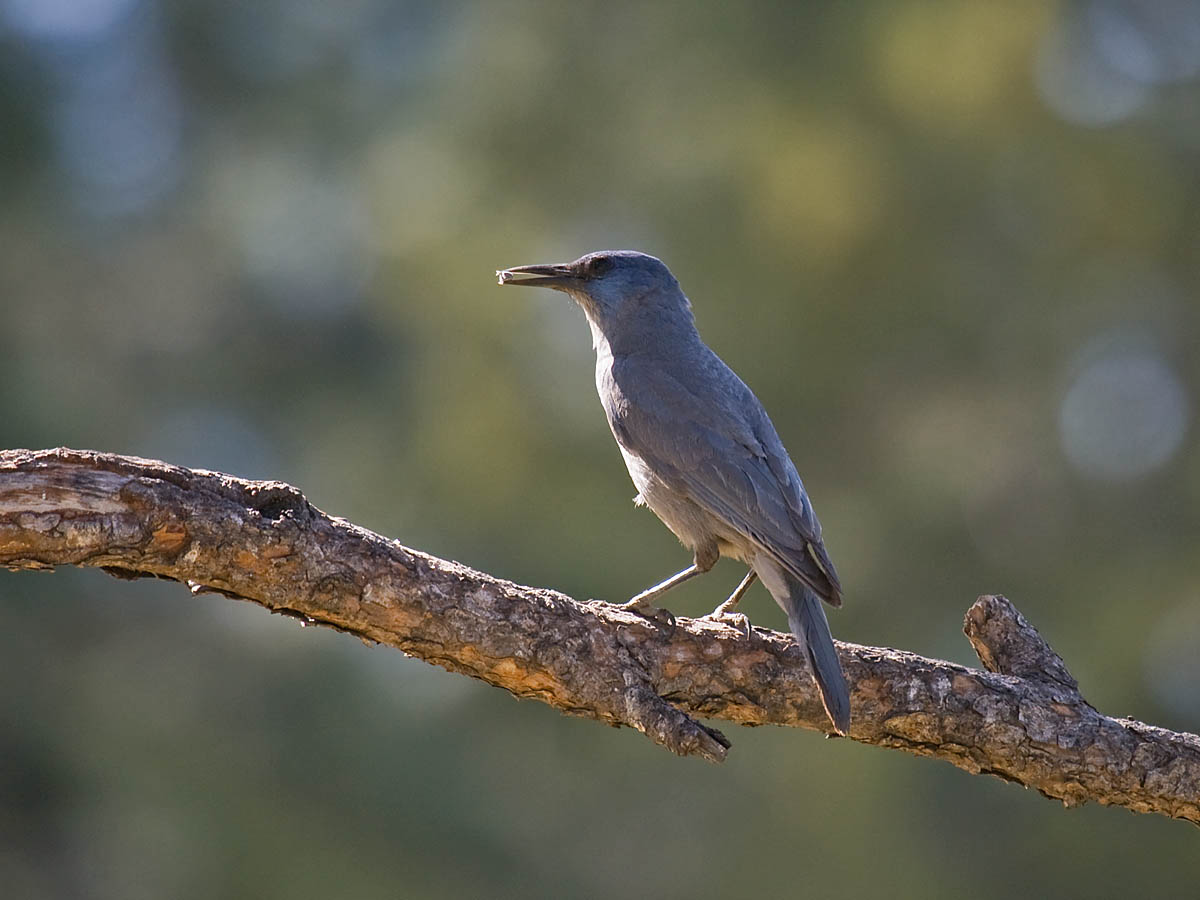 Pinyon Jay