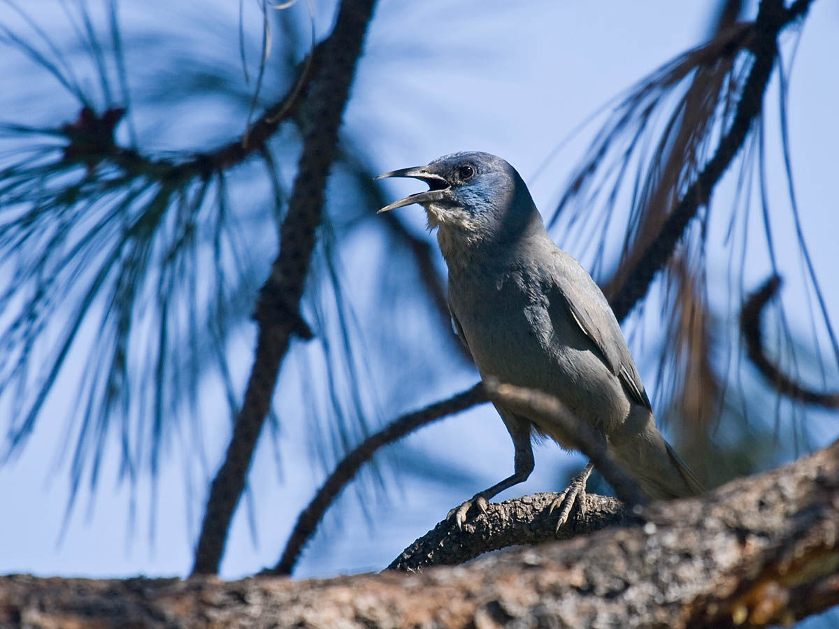 Pinyon Jay