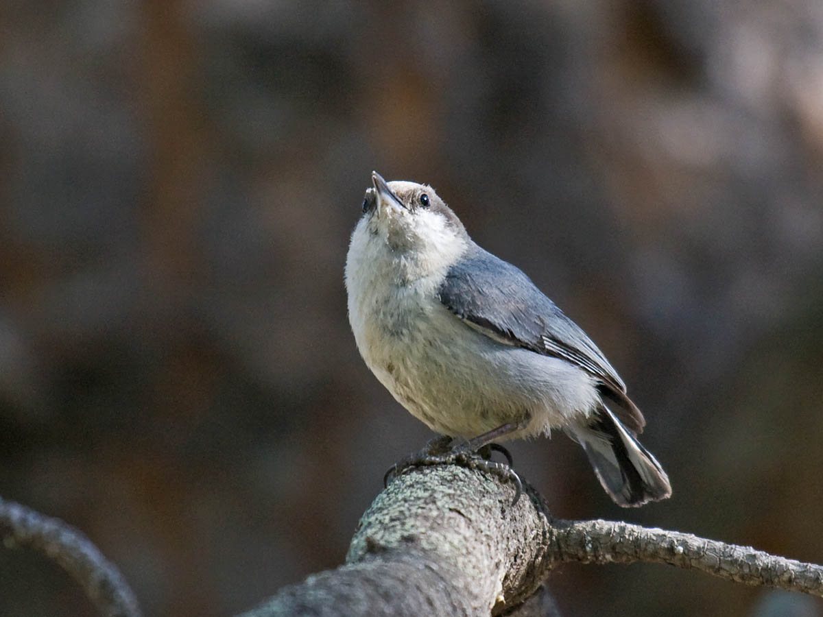 Pygmy Nuthatch