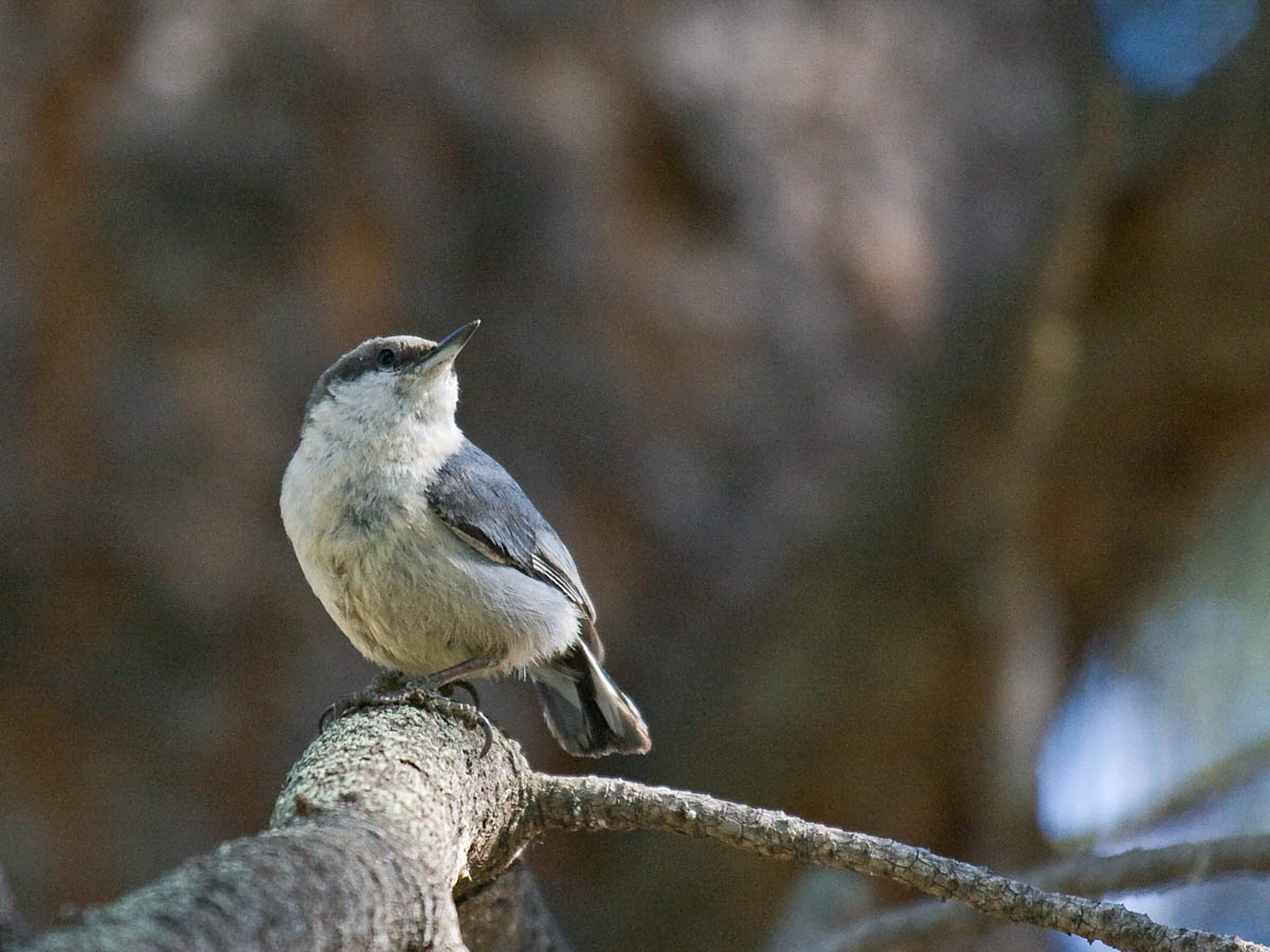 Pygmy Nuthatch