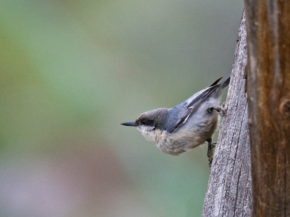 Pygmy Nuthatch