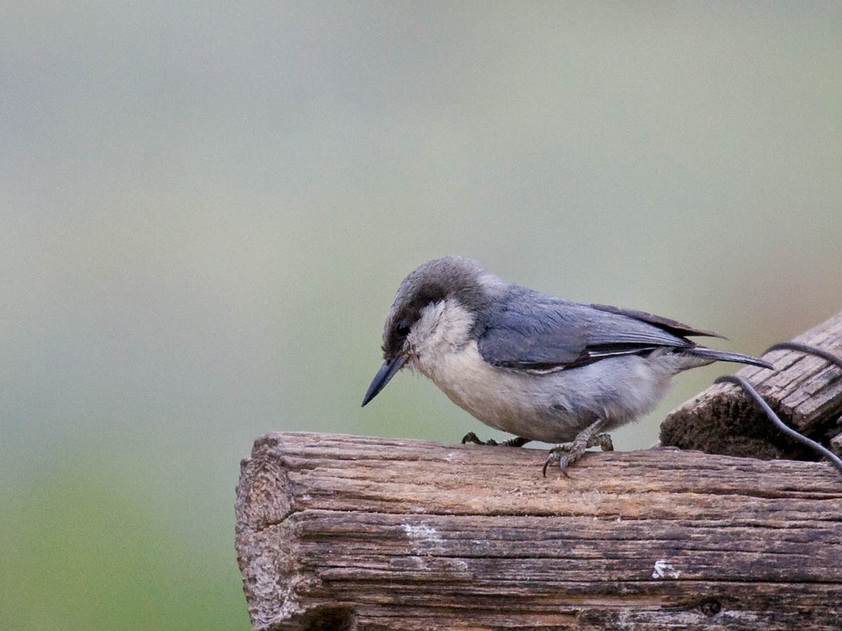 Pygmy Nuthatch