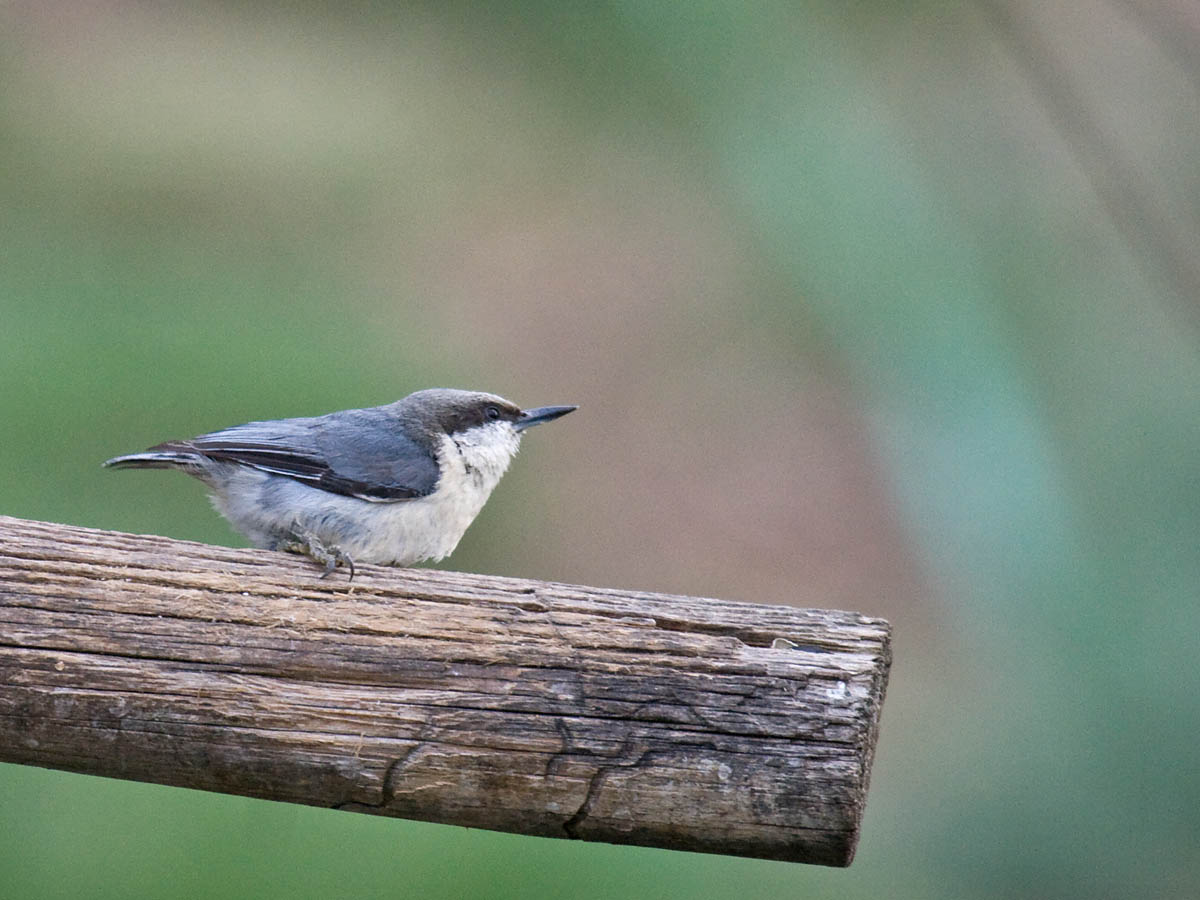 Pygmy Nuthatch