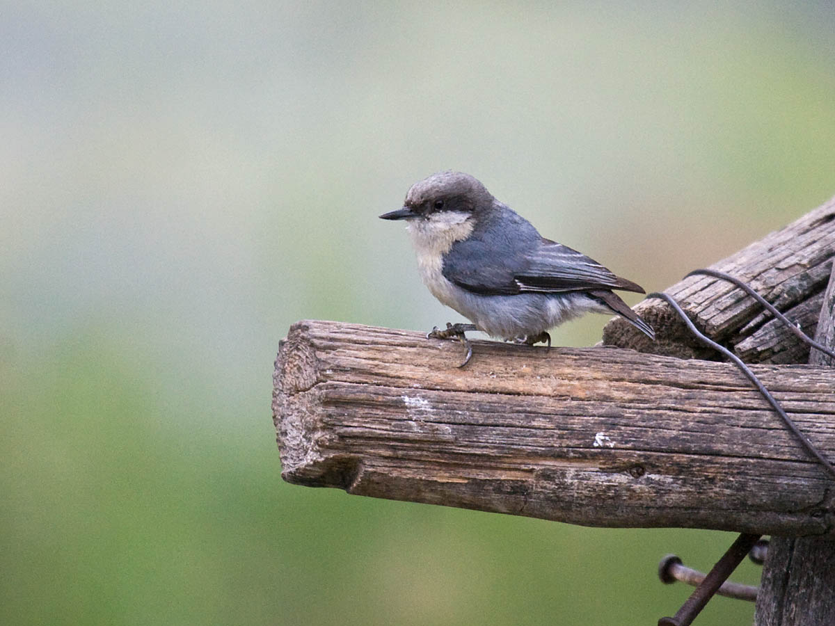 Pygmy Nuthatch