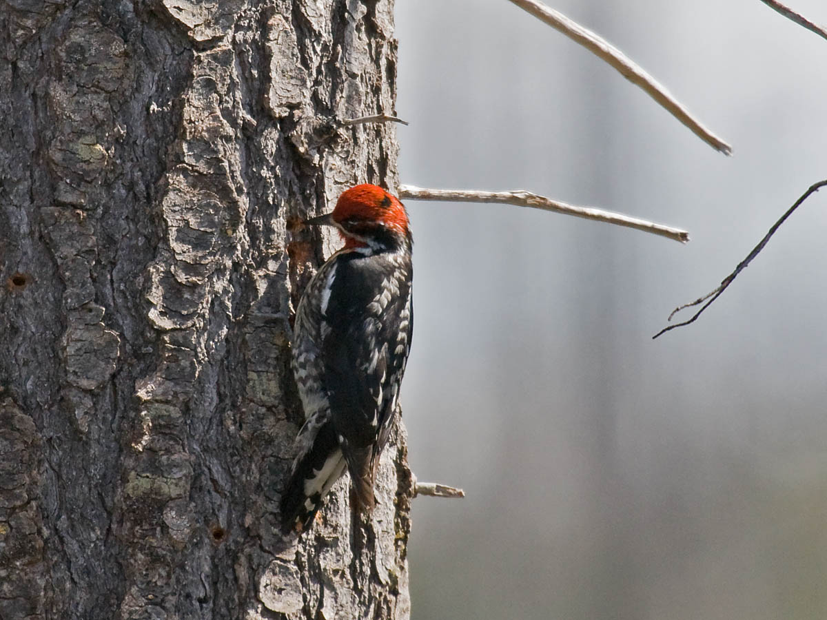 Red-naped Sapsucker