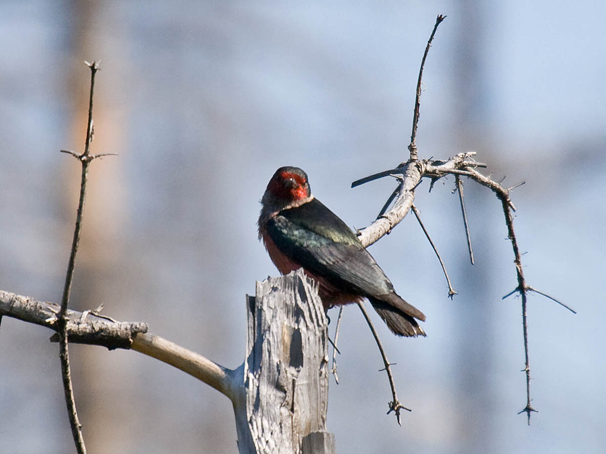 Lewiss Woodpecker