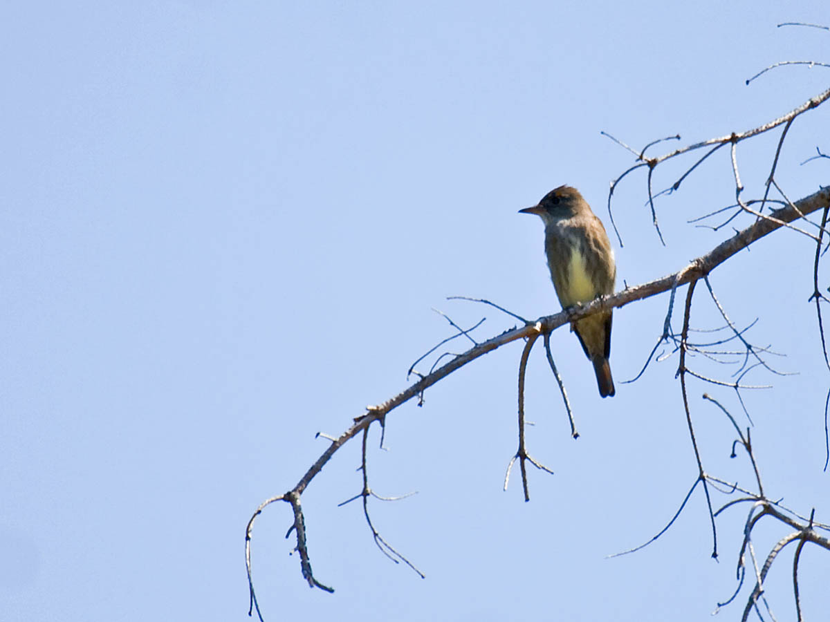 Olive-sided Flycatcher