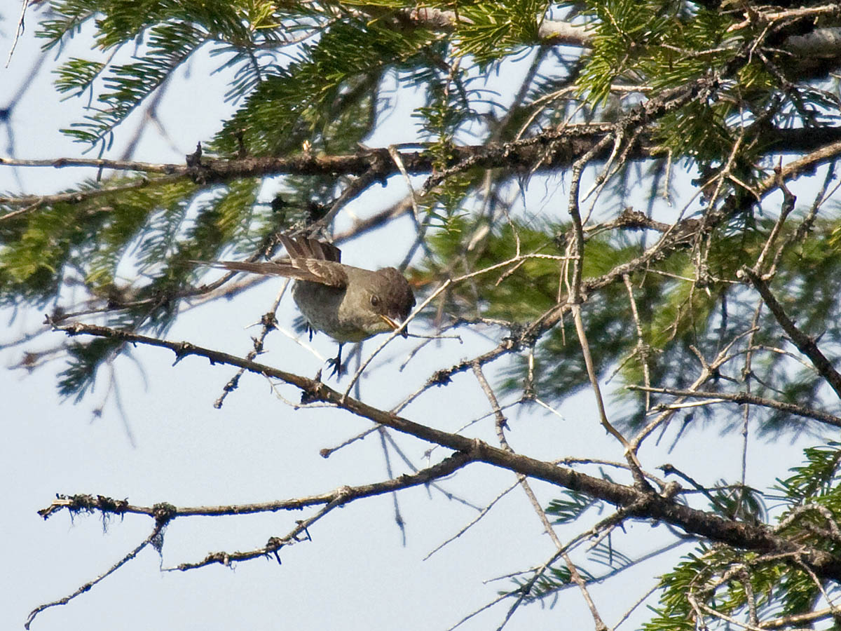 Olive-sided Flycatcher