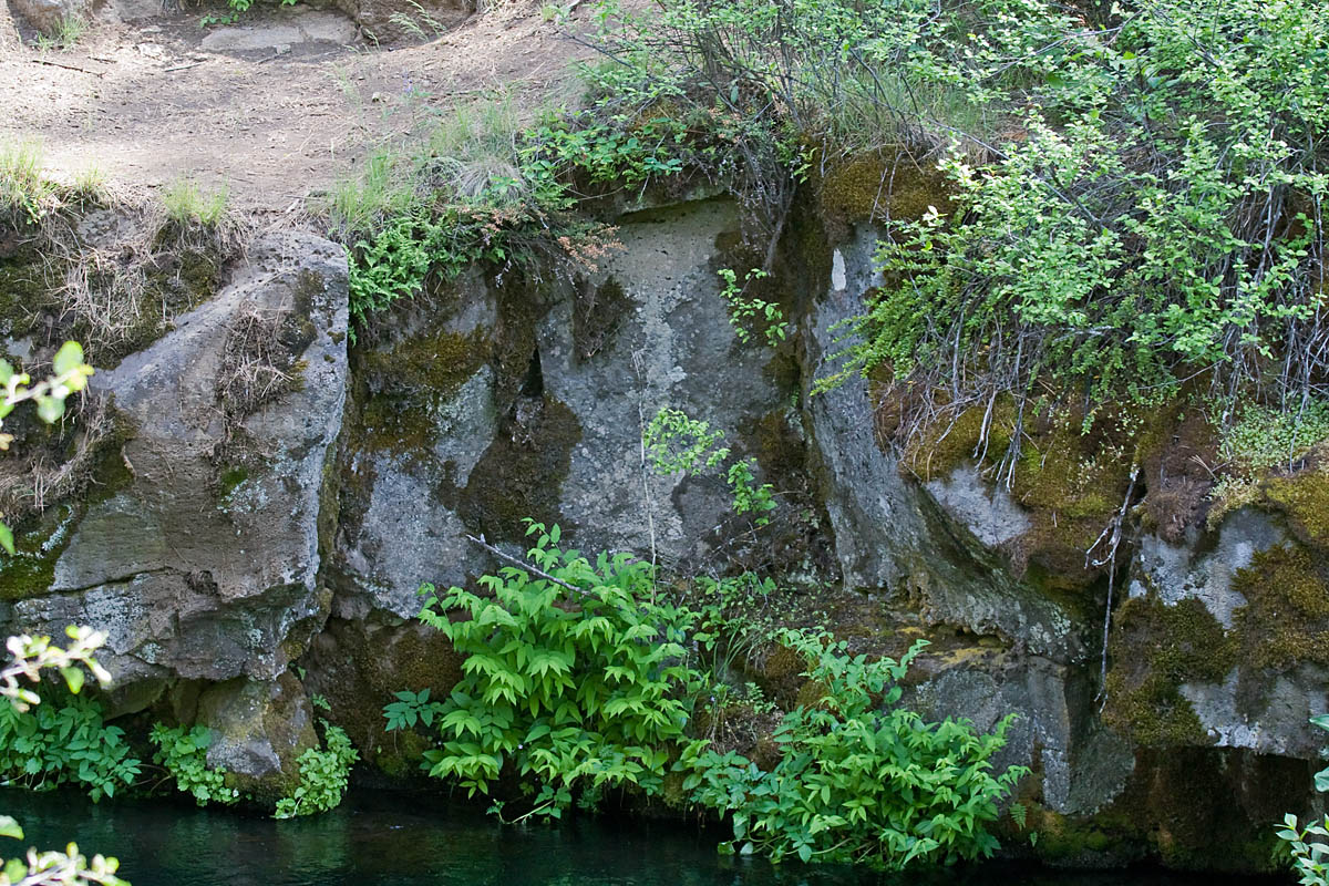 Cliff nest of Willow Flycatcher