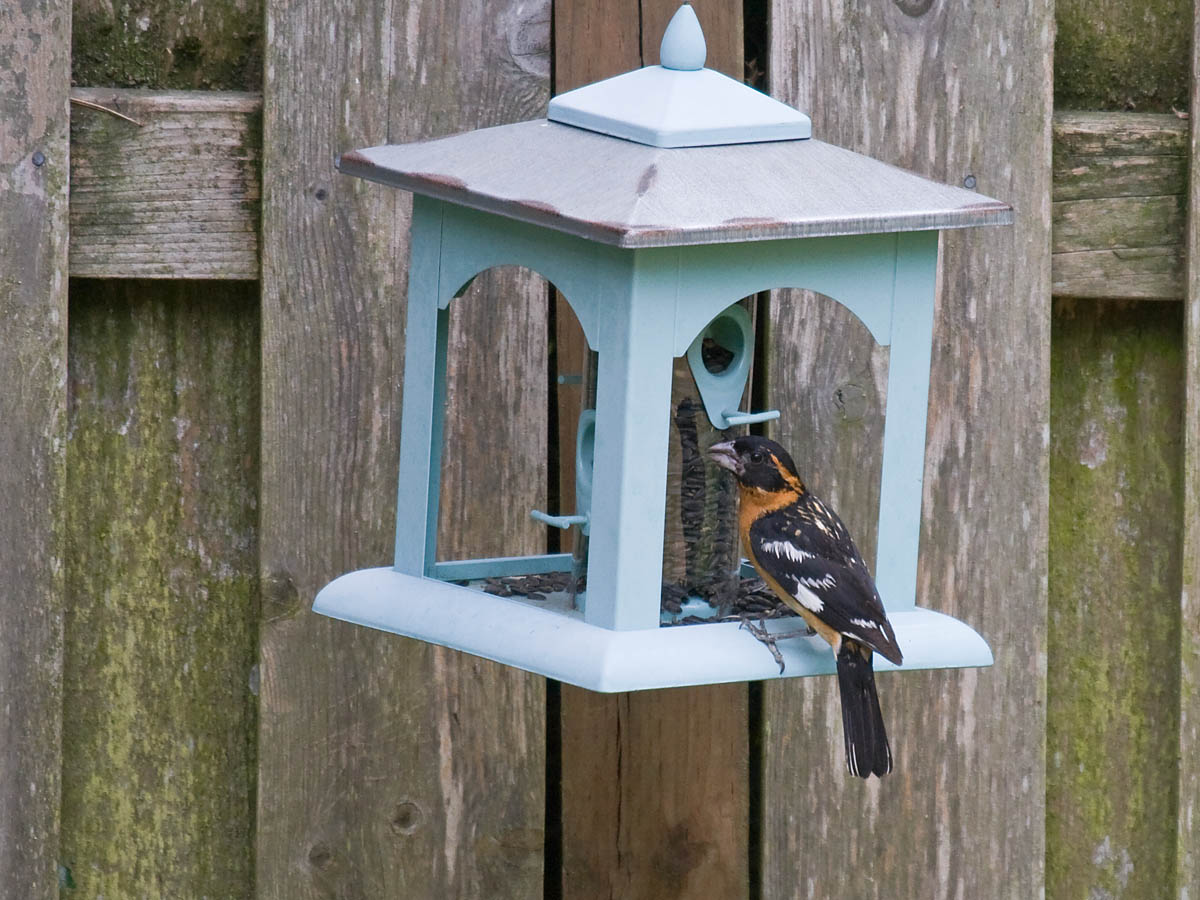Black-headed Grosbeak